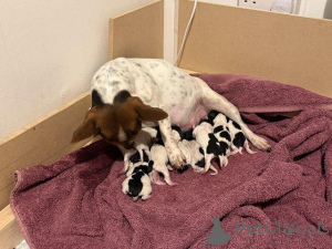 Photo №3. Nous avons des chiots Jack Russell Bitches à la recherche d'une nouvelle maison. La Grande-Bretagne