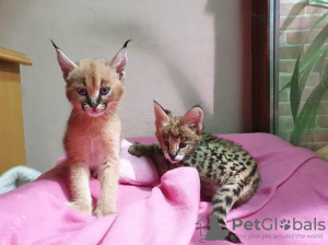 Photos supplémentaires: chatons savannah , serval et caracal