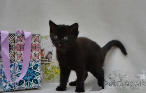 Photo №2 de l'annonce № 160414 de la vente maine coon - acheter à Allemagne éleveur