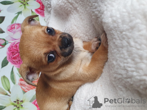 Photo №3. Chihuahua est le chiot le plus mignon et le plus intelligent.. Georgia