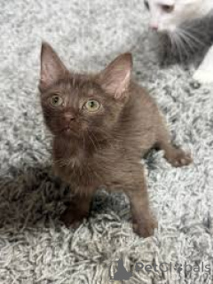 Photo №3. Adorables chatons Havana Brown disponibles à l'adoption.. La finlande