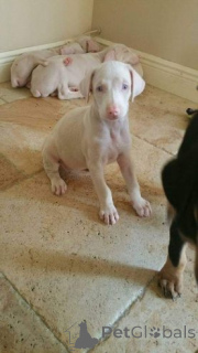 Photo №3. Des chiens albinos-dobermann uniques tels que leur famille pour immerger !. Allemagne