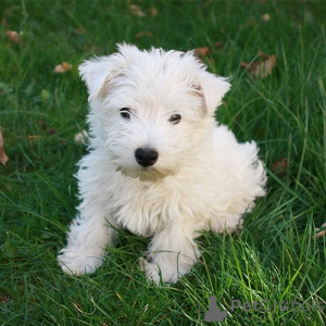 Photo №1. west highland white terrier - à vendre en ville de Fugage | négocié | Annonce №170051
