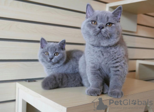 Photo №4. Je vais vendre british shorthair en ville de Гамбург. de la fourrière, de l'abri, éleveur - prix - 200€