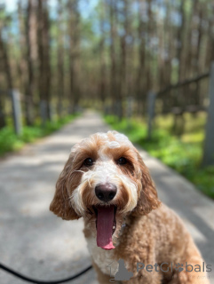 Photo №1. labradoodle - à vendre en ville de Galway | négocié | Annonce №156415