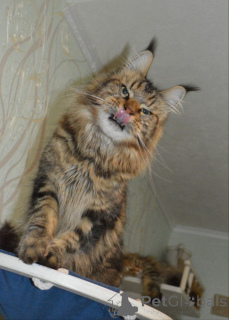 Photo №3. Mainécoon. Allemagne