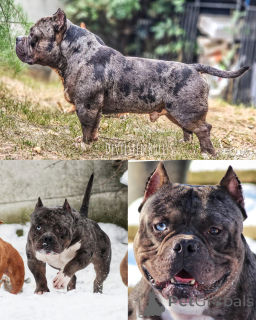 Photo №4. Je vais vendre american bully en ville de Krško. éleveur - prix - 2€