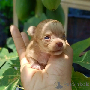 Photo №2 de l'annonce № 170104 de la vente chihuahua - acheter à USA éleveur