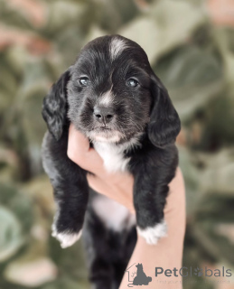 Photo №1. teckel - à vendre en ville de Géilo | négocié | Annonce №155450