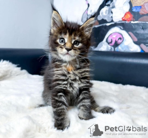 Photo №2 de l'annonce № 114861 de la vente maine coon - acheter à USA annonce privée