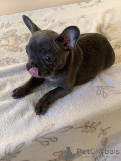 Photo №1. bouledogue - à vendre en ville de Амерсфоорт | 400€ | Annonce №123862