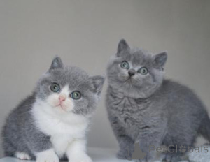 Photo №1. british shorthair - à vendre en ville de Amsterdam | 52€ | Annonce № 156155