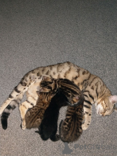 Photo №3. Chatons Bengal abordables. Allemagne
