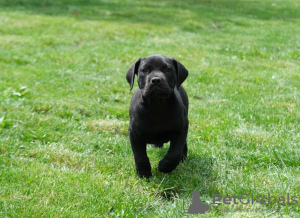 Photos supplémentaires: Chiots Boerboel Mastiff sud-africains