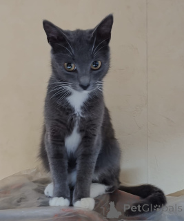 Photo №3. Elfie affectueux. Biélorussie