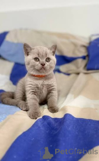 Photo №1. british shorthair - à vendre en ville de Exnning | négocié | Annonce № 173813