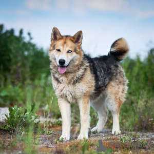 Photo №2 de l'annonce № 95061 de la vente chien bâtard - acheter à Fédération de Russie de l'abri
