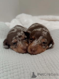 Photo №2 de l'annonce № 163344 de la vente teckel - acheter à Monténégro annonce privée, de l'abri