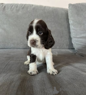 Photo №1. cocker spaniel anglais - à vendre en ville de Varsovie | négocié | Annonce №162688