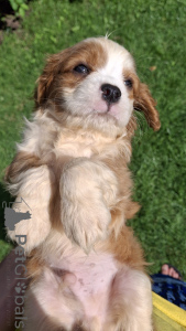 Photo №4. Je vais vendre cocker américain, cocker spaniel anglais, springer anglais, welsh springer spaniel, épagneul d'eau irlandais, chien d'eau espagnol, mâtin espagnol, cavalier king charles spaniel, cavalier king charles spaniel, clumber spaniel, épagneul russe, épagneul tibétain en ville de Vilnius. annonce privée, de la fourrière, éleveur - prix - 1100€