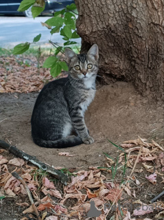 Photo №1.  - à vendre en ville de Rivière moscou | Gratuit | Annonce № 152386