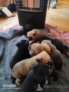 Photo №2 de l'annonce № 79793 de la vente chien bâtard - acheter à Fédération de Russie annonce privée