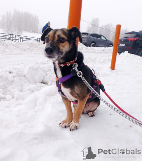Photo №2 de l'annonce № 162858 de la vente chien bâtard - acheter à Fédération de Russie annonce privée