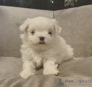 Photo №1. bichon maltais - à vendre en ville de Дрезден | Gratuit | Annonce №123922