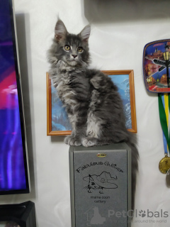 Photo №3. Chatons Maine Coon. Ukraine