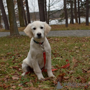 Photos supplémentaires: Golden retriever