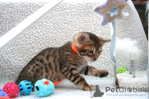 Photo №3. Chatons Bengal testés pour adoption maintenant. Pays Bas