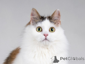 Photo №4. Je vais vendre  en ville de Москва. annonce privée - prix - Gratuit