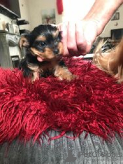 Photo №1. yorkshire terrier - à vendre en ville de Jena | Gratuit | Annonce №128431