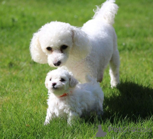 Photo №1. bichon à poil frisé - à vendre en ville de Франкфурт-на-Майне | 300€ | Annonce №82678