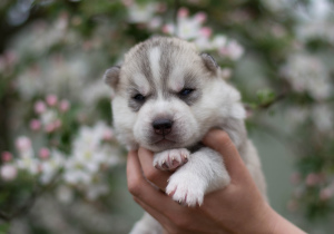 Photos supplémentaires: Chiots husky sibérien de parents généalogiques