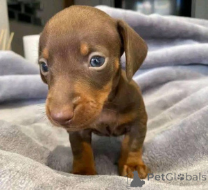 Photo №1.  - à vendre en ville de Florence | négocié | Annonce №163603