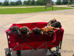 Photo №4. Je vais vendre cane corso en ville de Aalborg. annonce privée, éleveur - prix - 650€