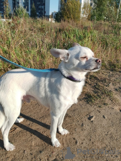 Photos supplémentaires: Chien calme et très beau, 1 an