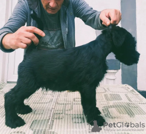 Photo №3. Grands chiots schnauzer à vendre. Serbie