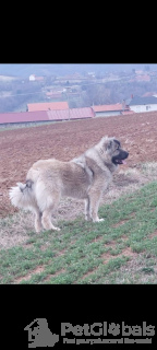 Photo №4. Je vais vendre chien à loutre en ville de Belgrade.  - prix - négocié