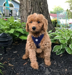 Photo №1. chien bâtard - à vendre en ville de Boise | Gratuit | Annonce №125855