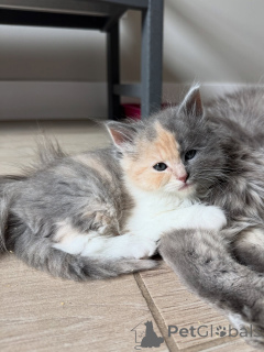 Photo №3. Chaton sibérien amical et affectueux disponible. Allemagne