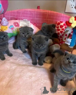 Photo №1. british shorthair - à vendre en ville de Paris | 250€ | Annonce № 124266