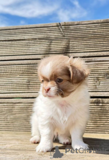 Photo №1. chihuahua - à vendre en ville de Lappeenranta | 350€ | Annonce №167375