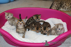 Photos supplémentaires: Chatons Bengal Cats propres à adopter en Allemagne