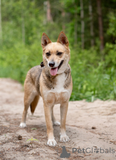 Photo №2 de l'annonce № 145515 de la vente chien bâtard - acheter à Fédération de Russie annonce privée