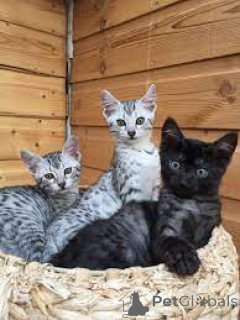 Photo №2 de l'annonce № 163810 de la vente mau égyptien - acheter à L'Autriche annonce privée, éleveur