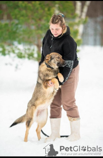 Photo №4. Je vais vendre chien bâtard en ville de Москва.  - prix - Gratuit