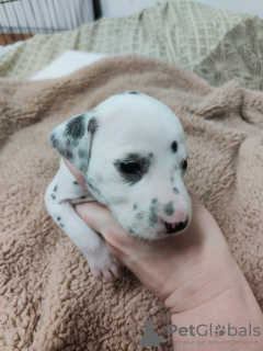 Photos supplémentaires: Superbes chiots Dalmatien taches noires ou hépatiques