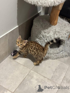 Photo №1. bengal - à vendre en ville de Reens | 750€ | Annonce № 152761